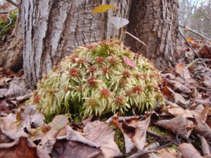Unidentified Island Plant (Grows in the Marshes)