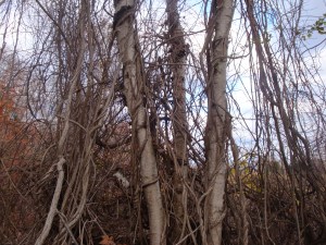 Bittersweet November Walk 09